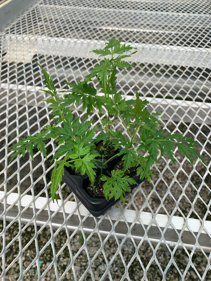 Melia azedarach Starter Trees - Flowering Shade Tree - MicroStarts Plant Plugs