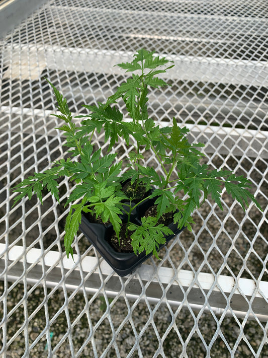 Melia azedarach Starter Trees - Flowering Shade Tree - MicroStarts Plant Plugs