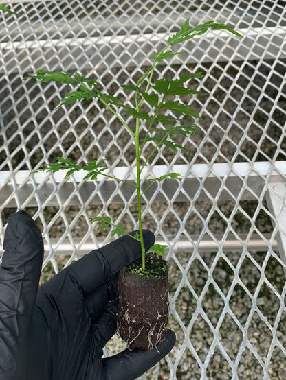 Melia azedarach Starter Trees - Flowering Shade Tree - MicroStarts Plant Plugs