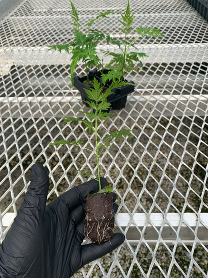 Melia azedarach Starter Trees - Flowering Shade Tree - MicroStarts Plant Plugs