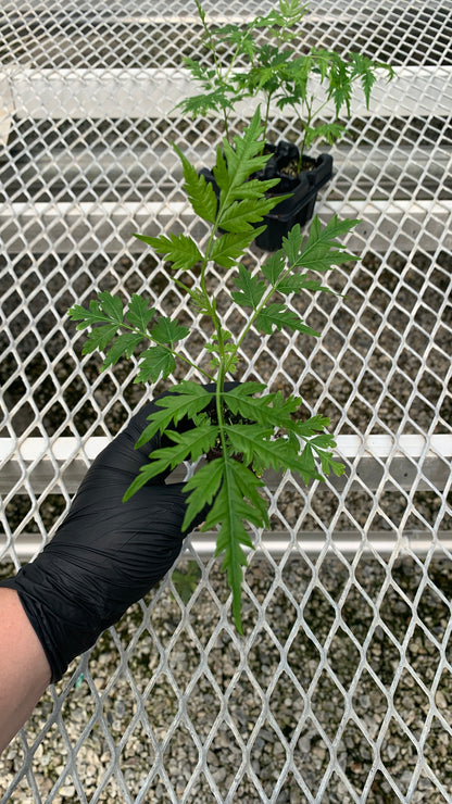 Melia azedarach Starter Trees - Flowering Shade Tree - MicroStarts Plant Plugs