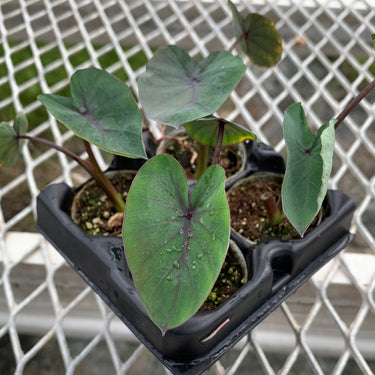 Colocasia Black Ruffles