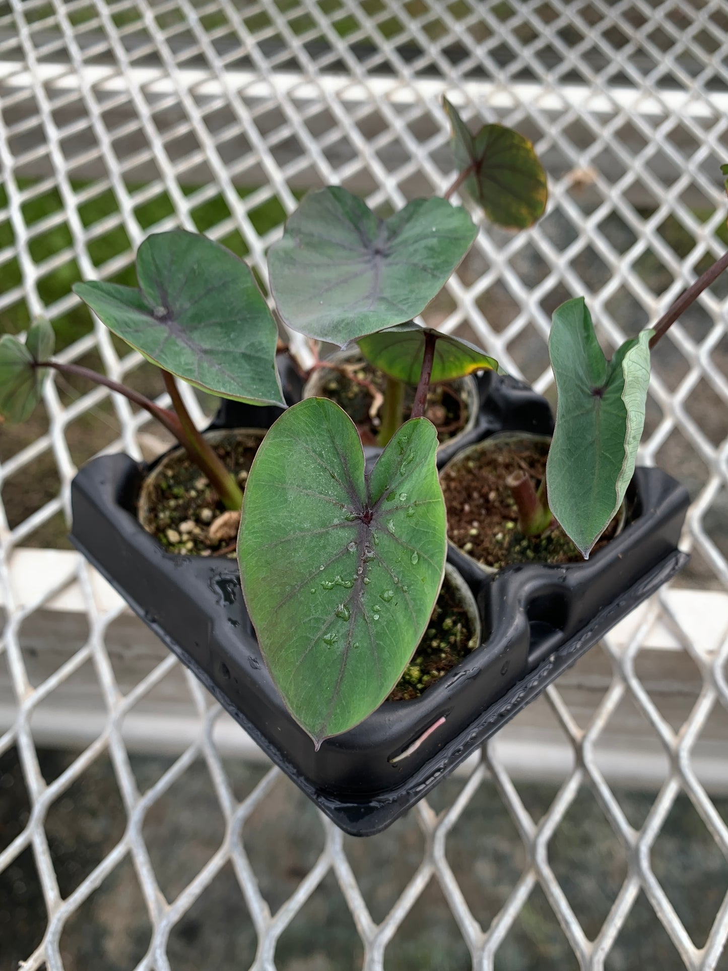 Colocasia 'Black Ruffles' Ornamental Taro - MicroStarts Starter Plant Plugs