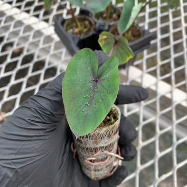 Colocasia Black Ruffles