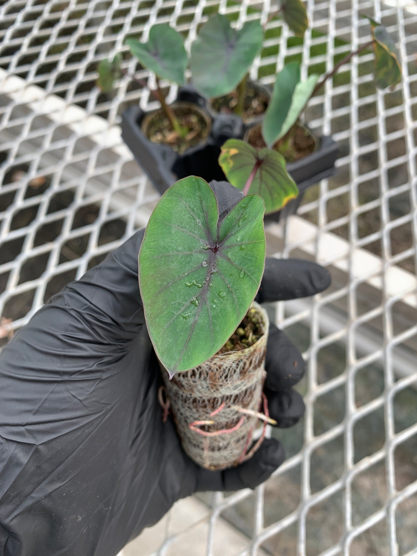 Colocasia 'Black Ruffles' Ornamental Taro - MicroStarts Starter Plant Plugs