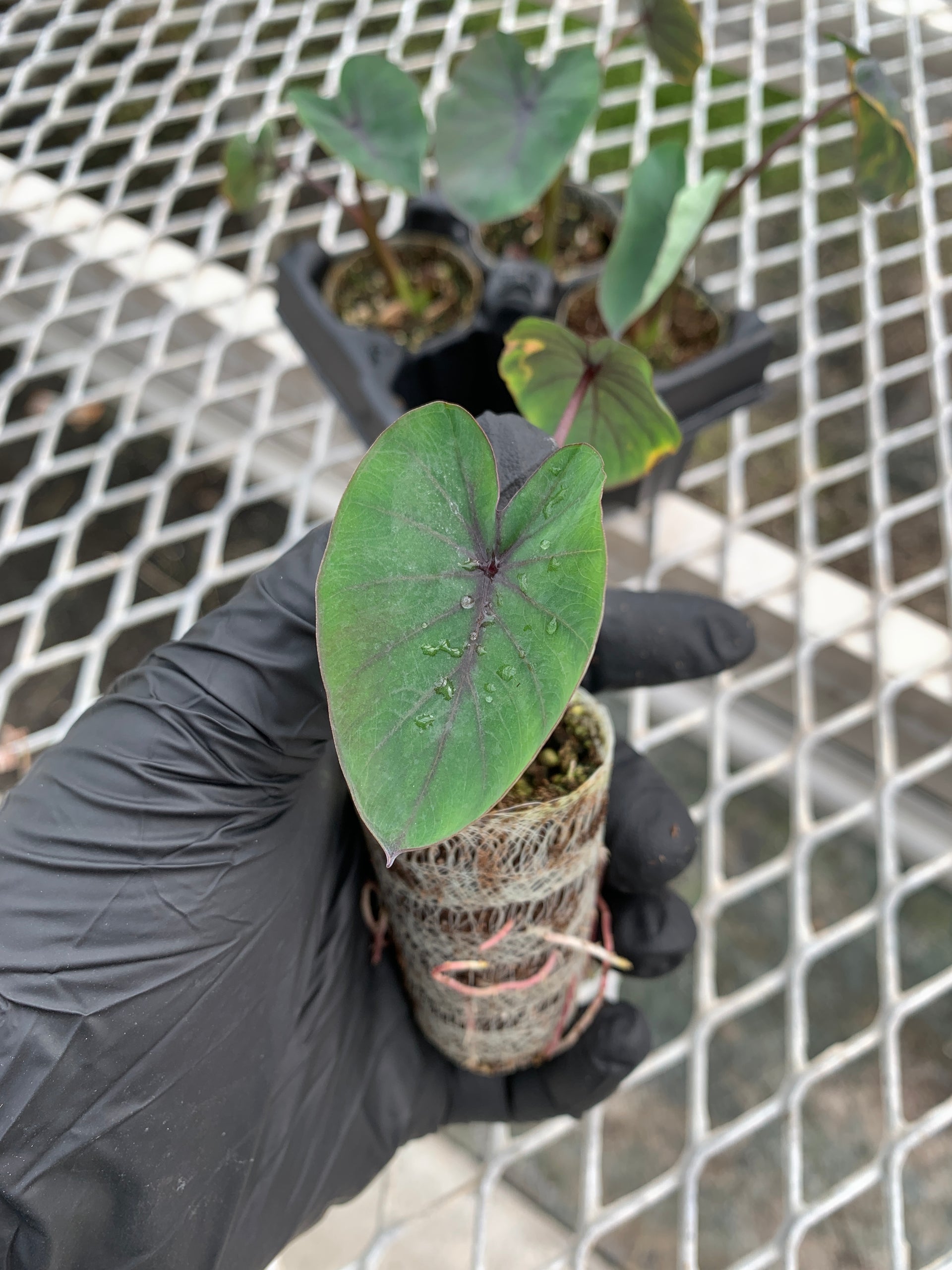 Colocasia Black Ruffles Starter Plants