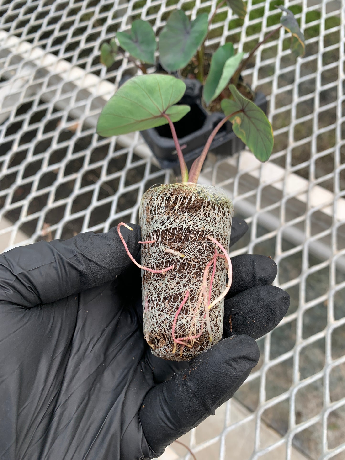 Colocasia 'Black Ruffles' Ornamental Taro - MicroStarts Starter Plant Plugs