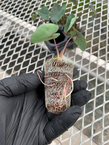 Colocasia 'Black Ruffles' Ornamental Taro - MicroStarts Starter Plant Plugs