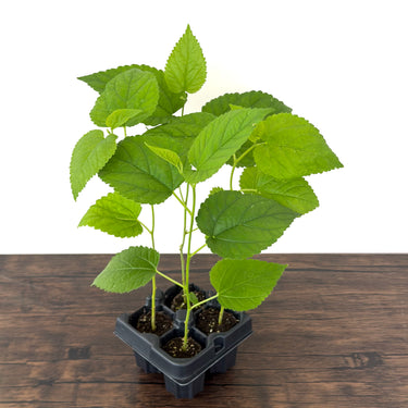 Red Illinois Everbearing Mulberry