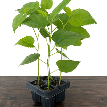 Red Illinois Everbearing Mulberry