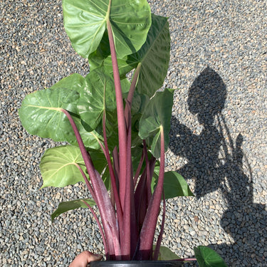 Imperial Red Alocasia