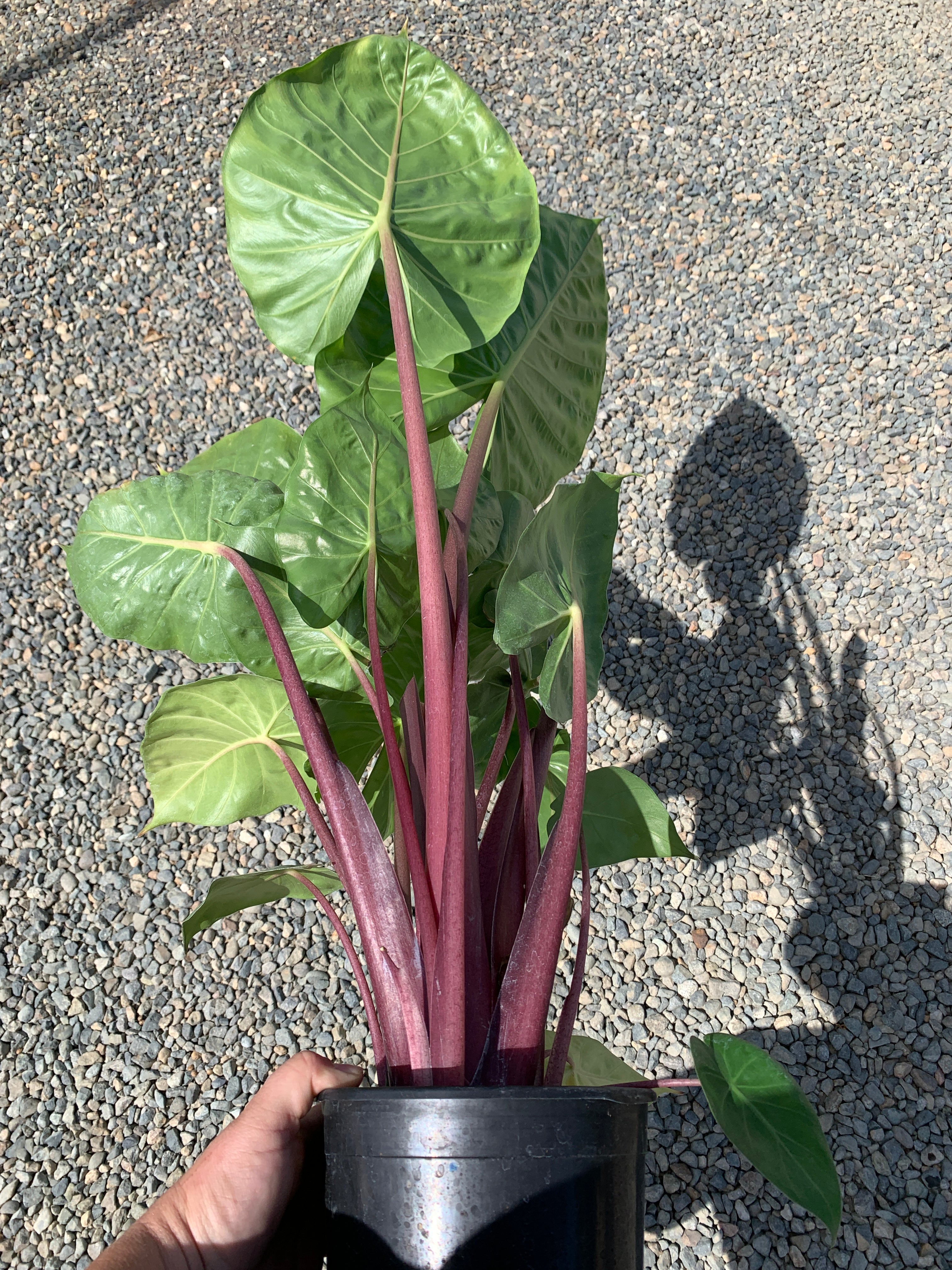 elephant ear plant red stem Imperial Red Alocasia in 1 Gallon - Elephant Ear