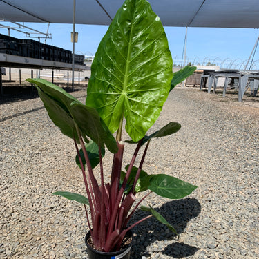 Imperial Red Alocasia