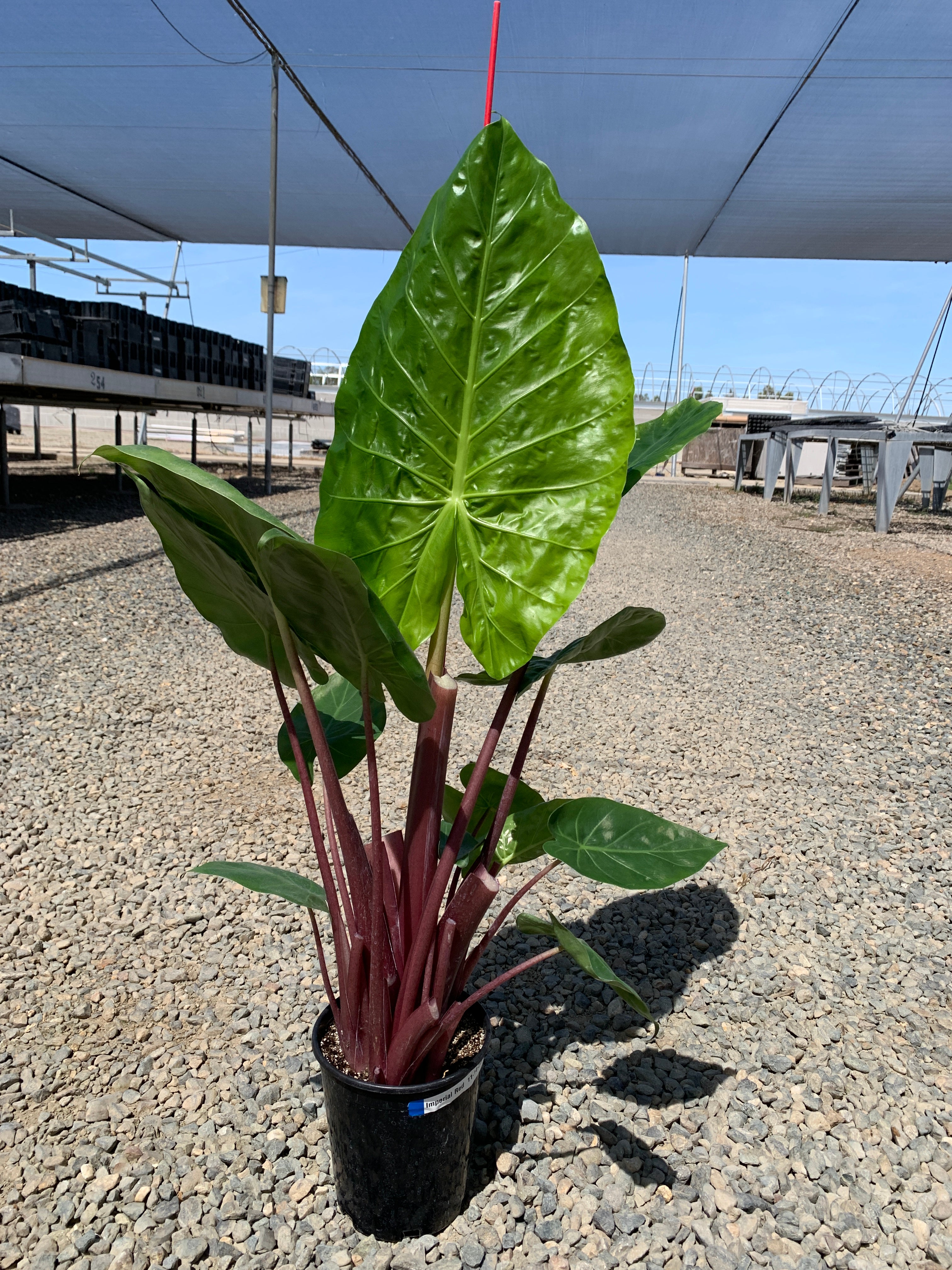 red stem elephant ear plant Imperial Red Alocasia in 1 Gallon - Elephant Ear