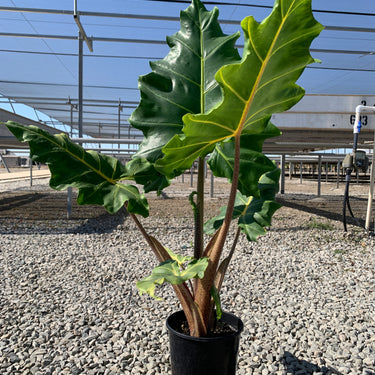 Golden Dragon Alocasia