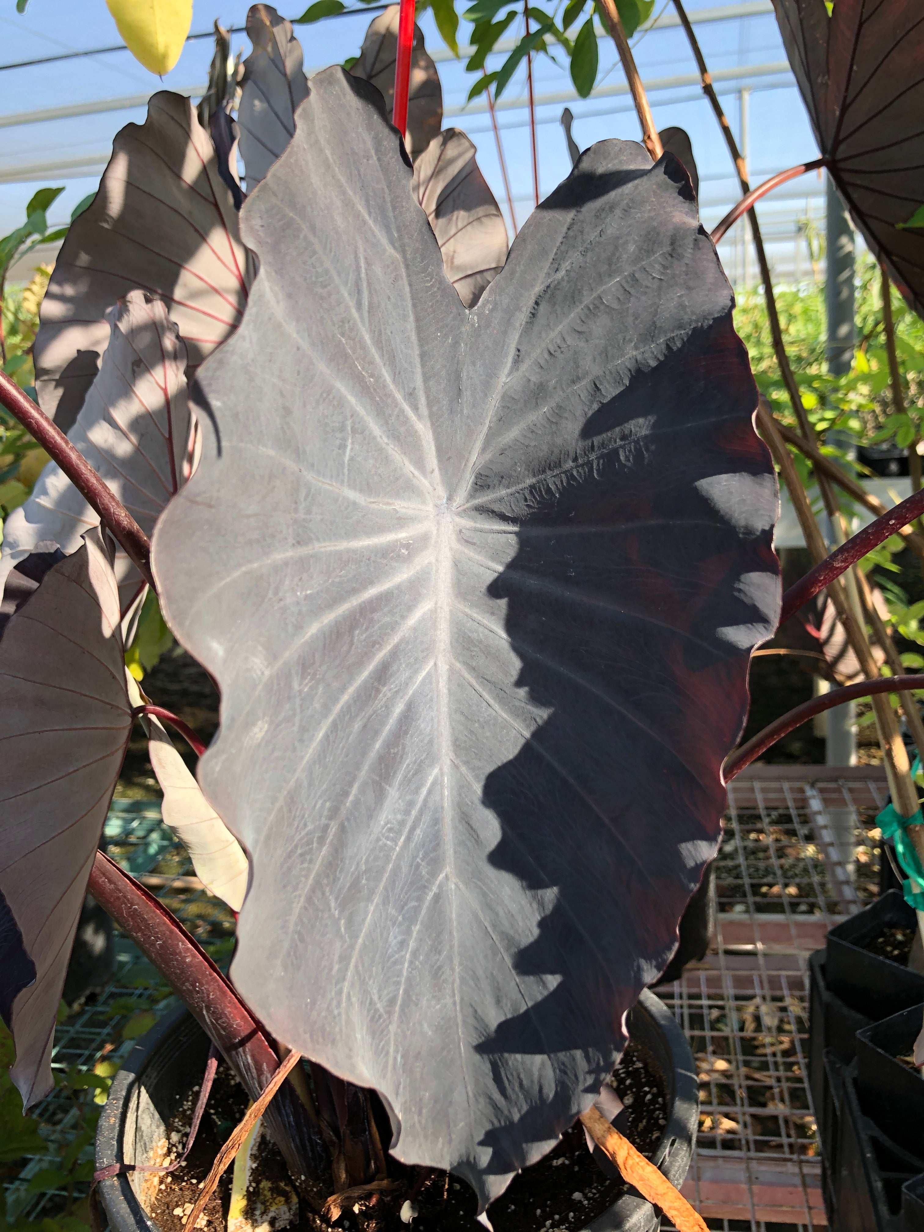 black ruffles elephant ear plant Colocasia Black Ruffles