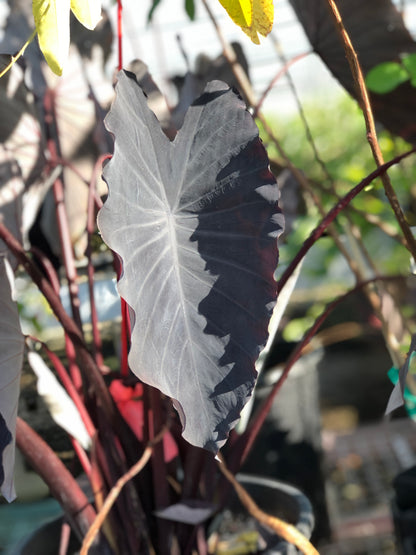 Colocasia 'Black Ruffles' Ornamental Taro - MicroStarts Starter Plant Plugs