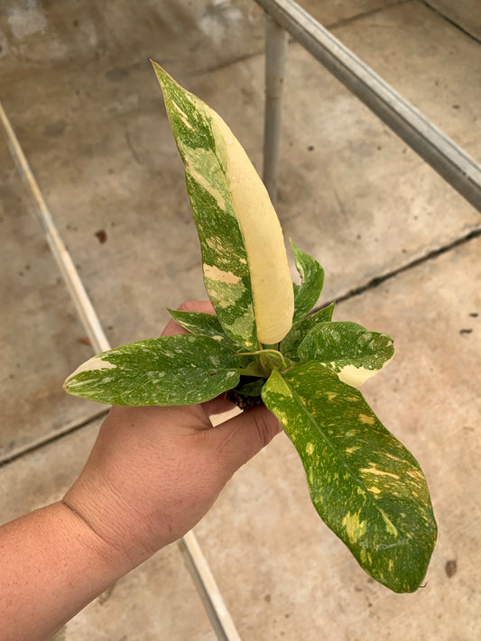 Variegated Philodendron 'Ring of Fire' Starter Plants - MicroStarts Plant Plugs