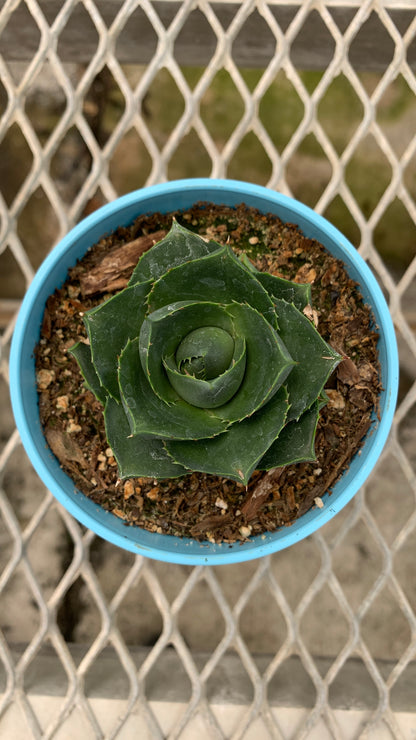Agave 'Pixie' Succulent in Colorful Pots - MicroStarts