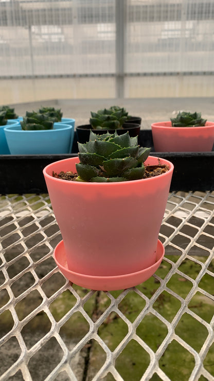 Agave 'Pixie' Succulent in Colorful Pots - MicroStarts