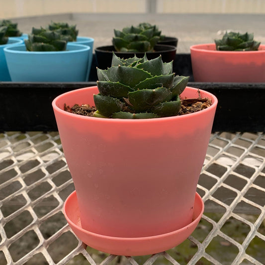 Agave 'Pixie' Succulent