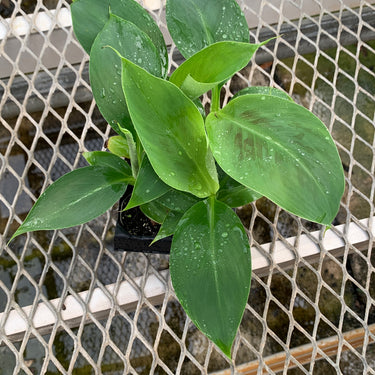 Dwarf Cavendish Banana