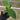 Hand holding a small banana starter plant in a plug of soil