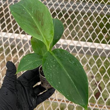 Hand holding a small banana starter plant in a plug of soil