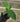 Hand holding a small banana starter plant in a plug of soil