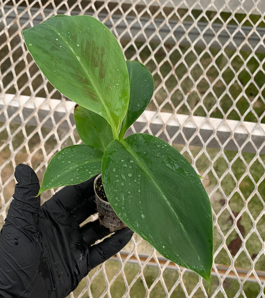 Hand holding a small banana starter plant in a plug of soil