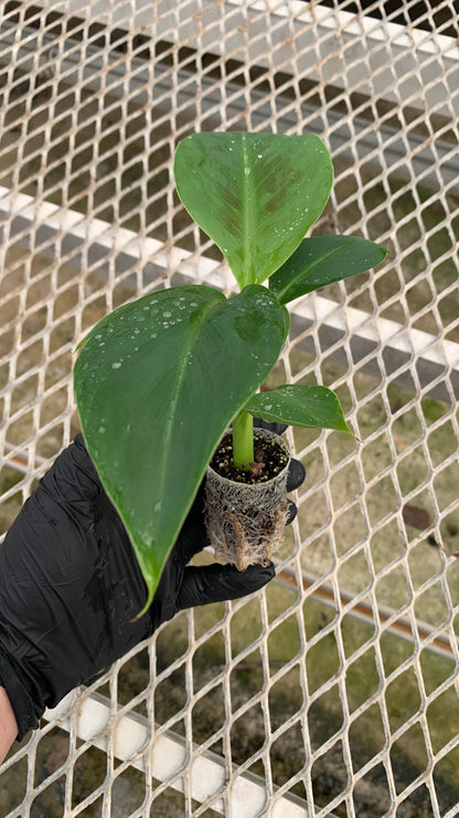 'Dwarf Cavendish' Banana Tissue Culture Starter Trees - Musa acuminata - MicroStarts Plant Plugs