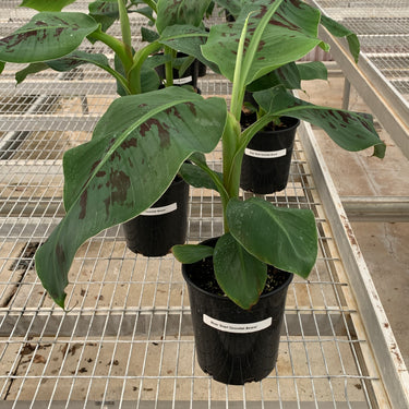 Dwarf Cavendish Banana