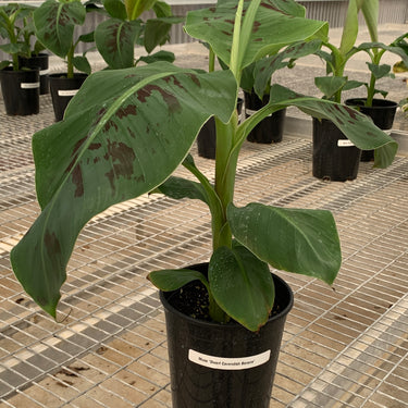 Dwarf Cavendish Banana