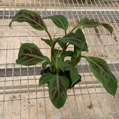 four young banana plants with red variegation on their leaves on a metal grid surface