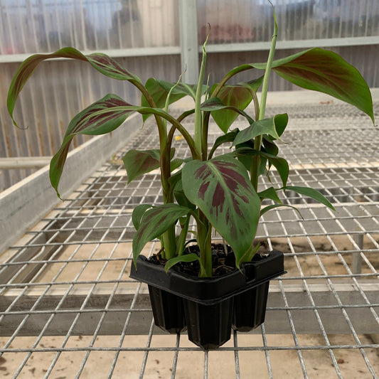 Zebrina Banana Tissue Culture Starter Trees - Musa acuminata - MicroStarts Plant Plugs