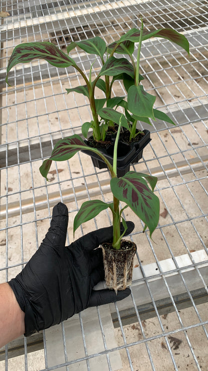 Zebrina Banana Tissue Culture Starter Trees - Musa acuminata - MicroStarts Plant Plugs