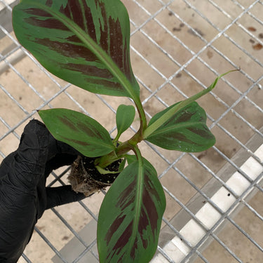Zebrina Ornamental Banana