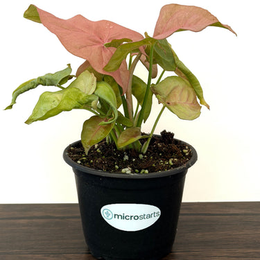 Pink Syngonium