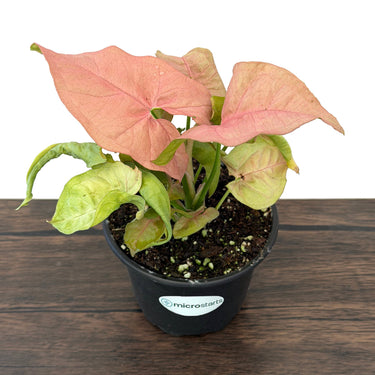 Pink Syngonium