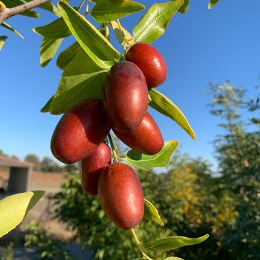 Jujube GA-866