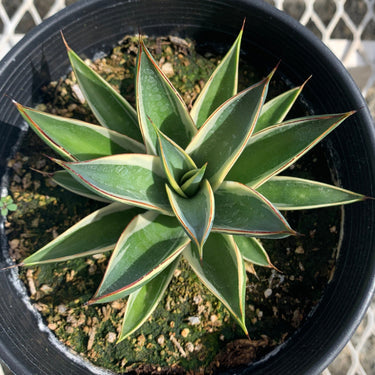 California Glow Agave
