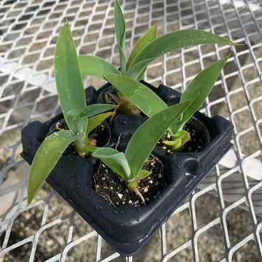 Boutin Blue Agave