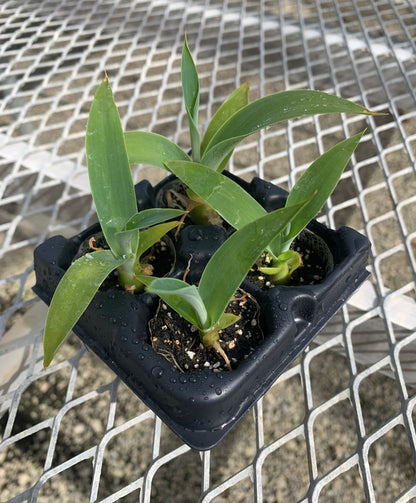 Agave 'Boutin Blue' Succulent Starter Plants - MicroStarts Plant Plugs 4 Pack