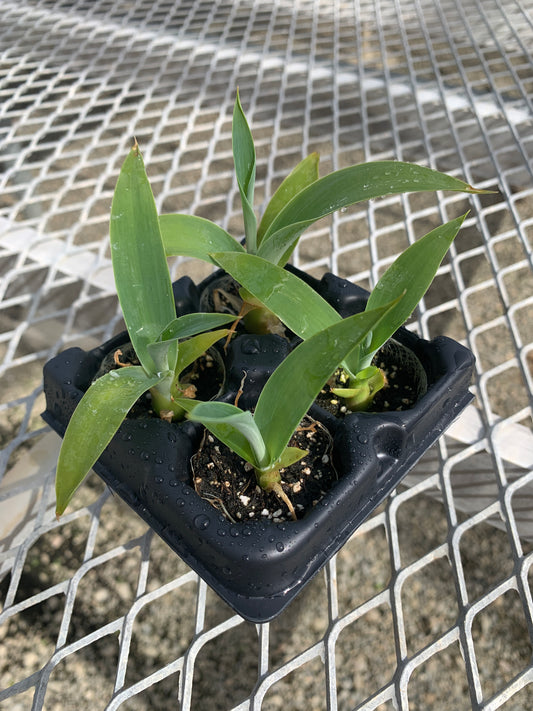 4 Pack: Agave  'Boutine Blue' Starter Plants from Tissue Culture (TC)