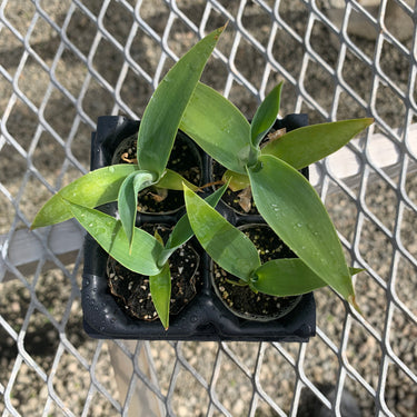 Boutin Blue Agave