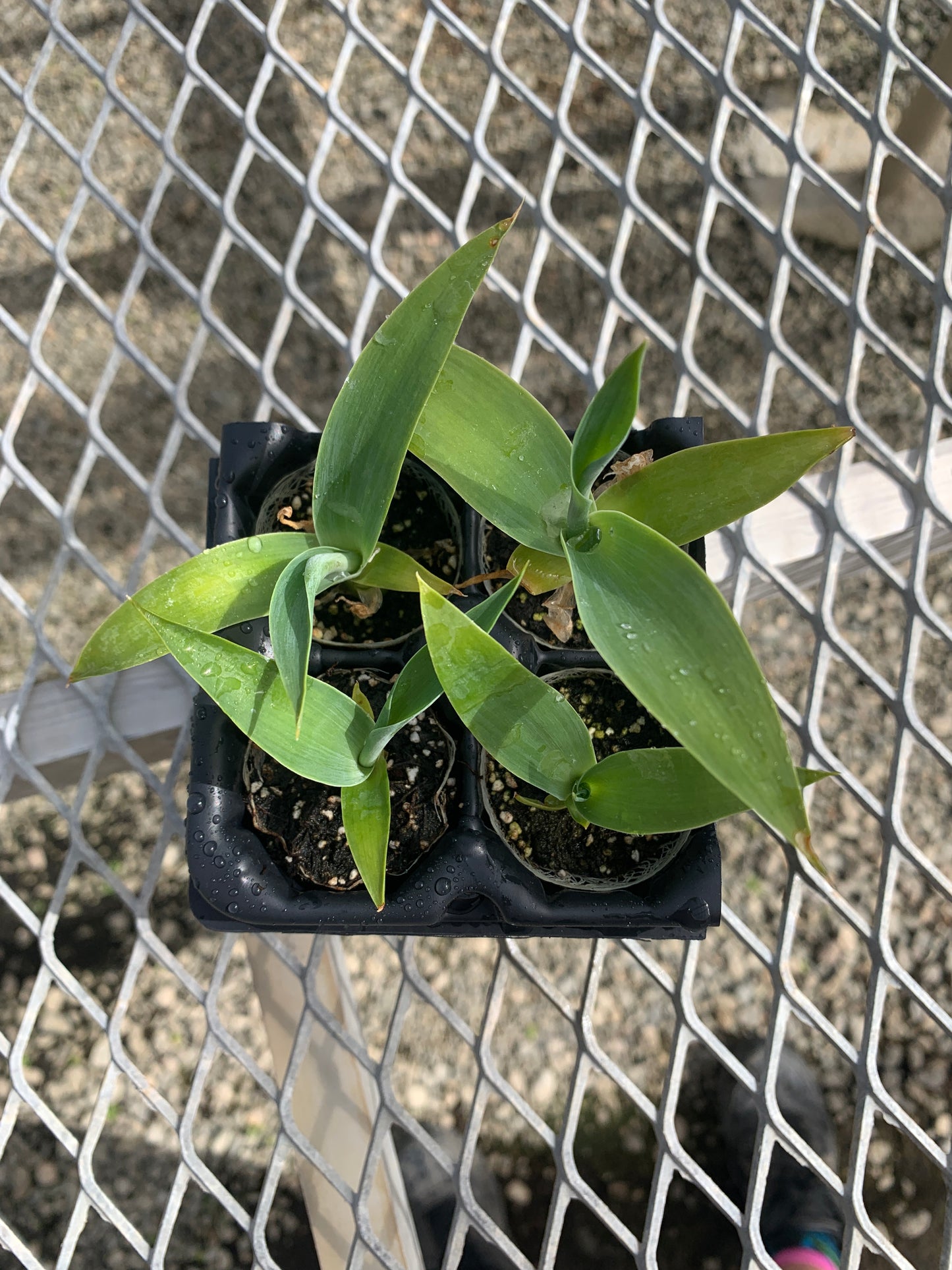 4 Pack: Agave  'Boutine Blue' Starter Plants from Tissue Culture (TC)