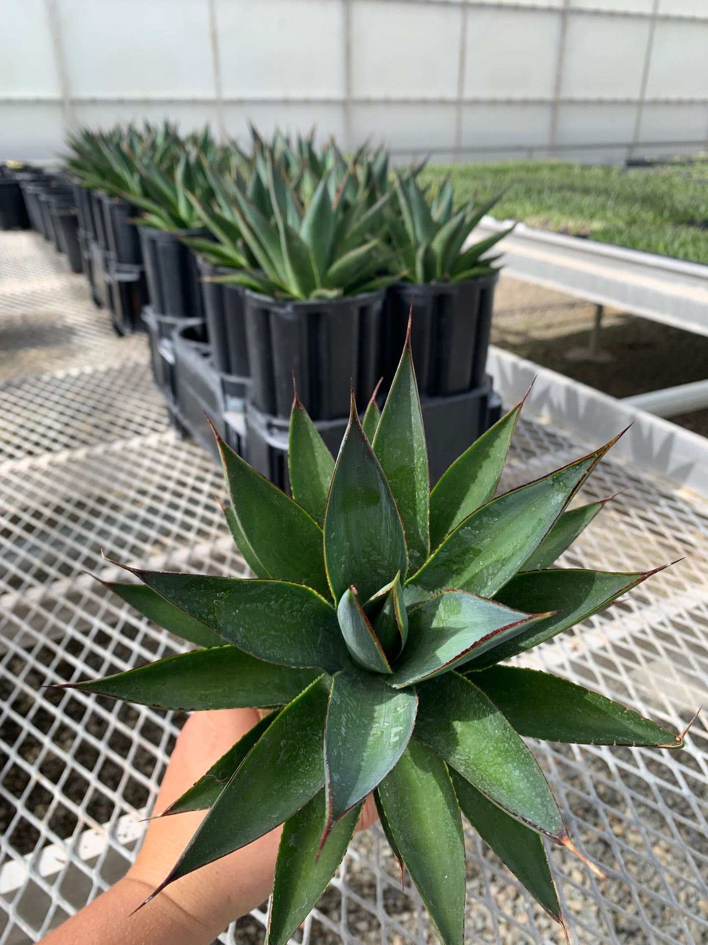 Agave 'Blue Glow' - In Jumbo Ellepot