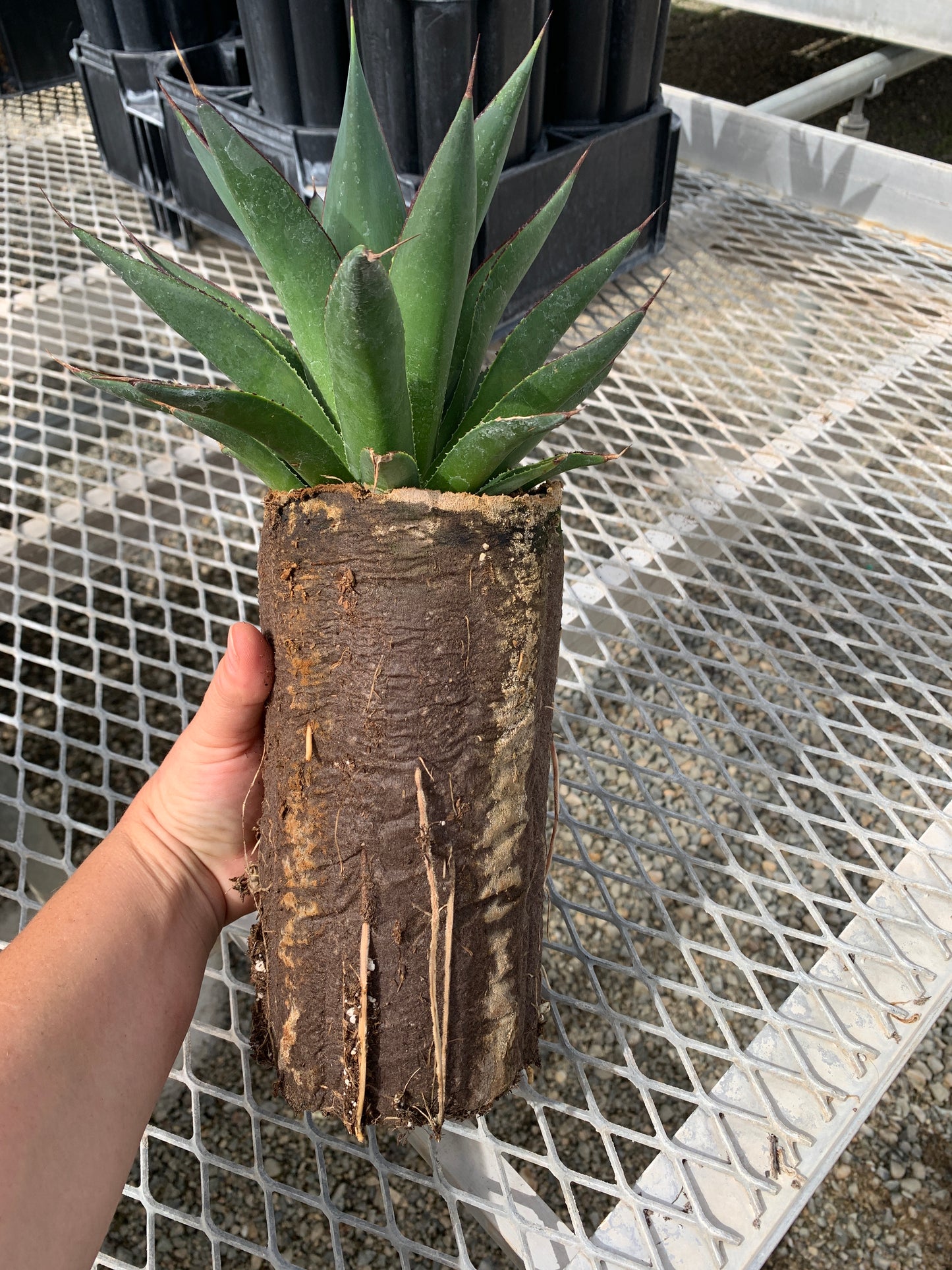 Agave 'Blue Glow' - In Jumbo Ellepot