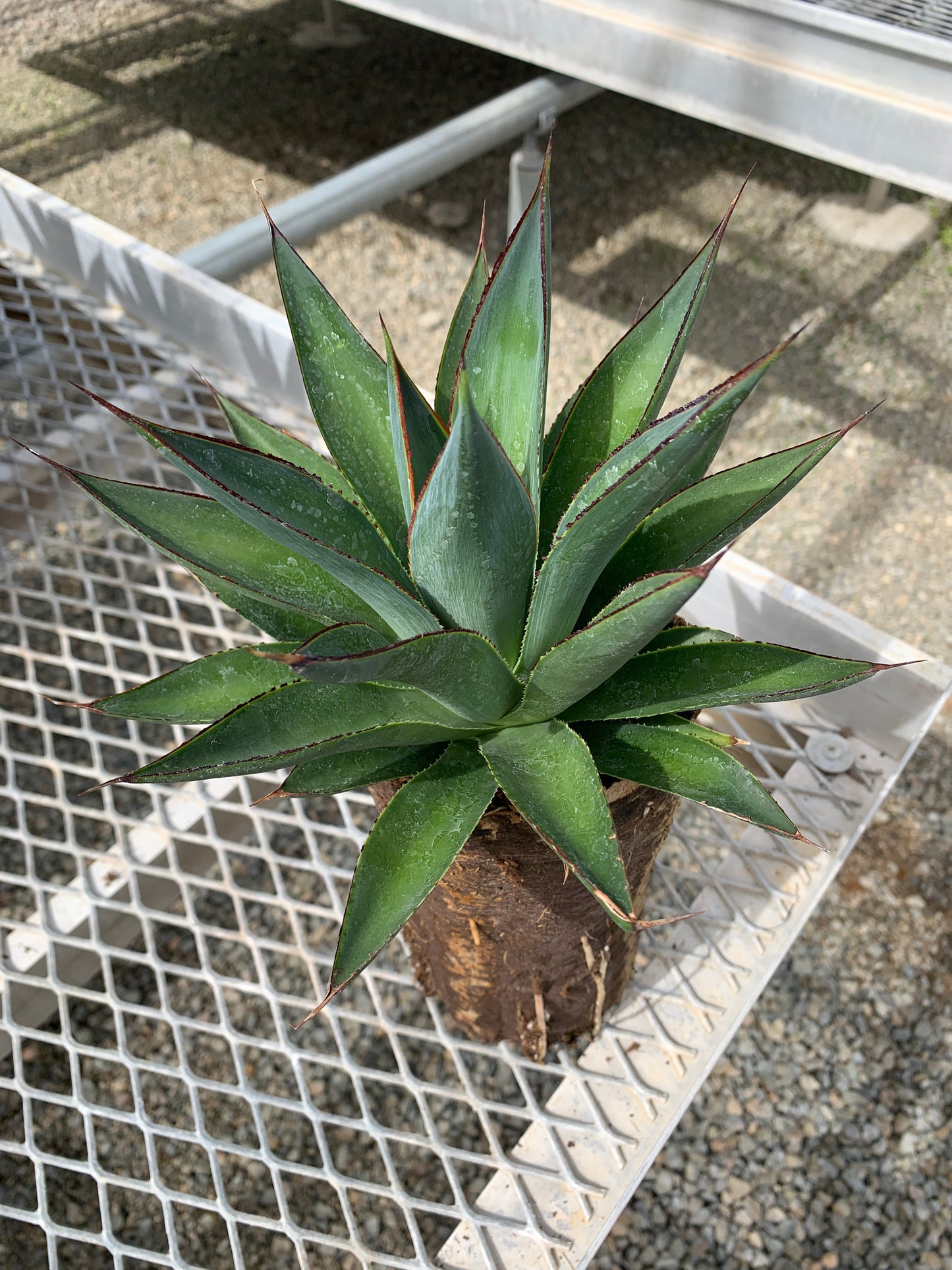 Agave 'Blue Glow' - In Jumbo Ellepot