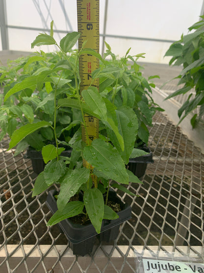 Jujube GA 866 Starter Trees - MicroStarts Tissue Culture (Own Root) Starter Tree 4 Pack